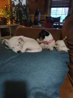 Jack Russell Terrier Puppies for sale in Virginia Beach, VA, USA. price: NA