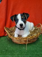 Jack Russell Terrier Puppies for sale in Downingtown, PA 19335, USA. price: NA
