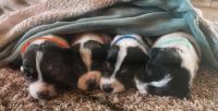 Jack Russell Terrier Puppies for sale in Bluffton, IN 46714, USA. price: NA