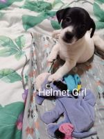 Jack Russell Terrier Puppies for sale in Kansas City, MO, USA. price: $800