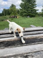 Jack Russell Terrier Puppies for sale in Moores Hill, IN 47032, USA. price: $400