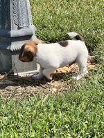 Jack Russell Terrier Puppies for sale in Kingston, GA, USA. price: $600