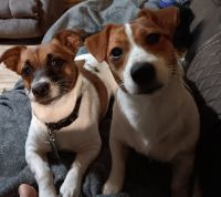 Jack Russell Terrier Puppies for sale in Ola, AR 72853, USA. price: $15,002,400