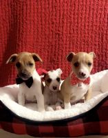 Jack Russell Terrier Puppies for sale in Chicago, IL, USA. price: $200