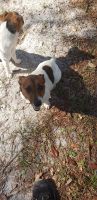 Jack Russell Terrier Puppies for sale in Chiefland, FL 32626, USA. price: $400