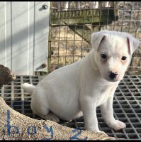 Jack Russell Terrier Puppies for sale in Bell Buckle, Tennessee. price: $200