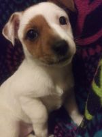 Jack Russell Terrier Puppies for sale in Stockbridge, GA, USA. price: $500