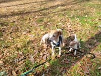 Jack Russell Terrier Puppies for sale in Durham, North Carolina. price: NA