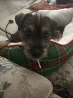 Jack Russell Terrier Puppies for sale in Tacoma, Washington. price: $300