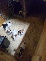 Jack Russell Terrier Puppies for sale in Gleason, Wisconsin. price: $600