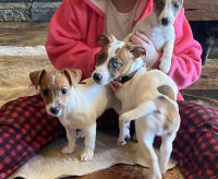 Jack Russell Terrier Puppies for sale in Gainesville, Florida. price: $500