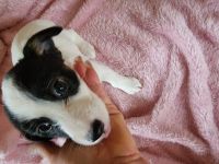 Jack Russell Terrier Puppies for sale in Bridgewater, New Jersey. price: NA