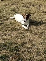 Jack Russell Terrier Puppies for sale in Clinton, Missouri. price: $1,500
