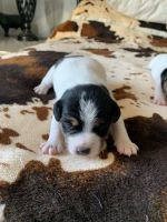 Jack Russell Terrier Puppies for sale in Gordon, Nebraska. price: NA