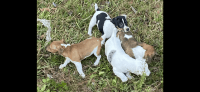 Jack Russell Terrier Puppies for sale in Jacksonville, Florida. price: NA