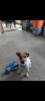 Jack Russell Terrier Puppies for sale in St. Cloud, Minnesota. price: $45,000