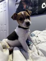 Jack Russell Terrier Puppies for sale in St. Johnsville, New York. price: $500