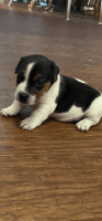 Jack Russell Terrier Puppies for sale in Chiefland, FL 32626, USA. price: $1,200