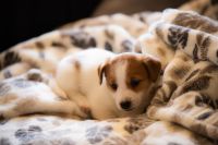 Jack Russell Terrier Puppies for sale in Santa Barbara, California. price: NA