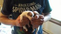Jack Russell Terrier Puppies for sale in Phelps, NY 14532, USA. price: NA