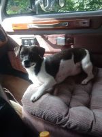 Jack Russell Terrier Puppies for sale in York, PA, USA. price: NA