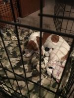 Jack Russell Terrier Puppies for sale in Kingsland, GA, USA. price: NA