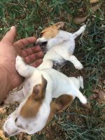 Jack Russell Terrier Puppies for sale in Palestine, TX, USA. price: NA