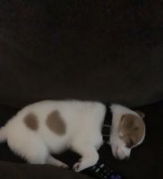 Jack Russell Terrier Puppies for sale in Palmdale, CA, USA. price: NA