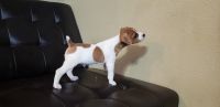 Jack Russell Terrier Puppies for sale in San Antonio, TX, USA. price: NA