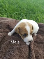 Jack Russell Terrier Puppies for sale in Wing, ND 58494, USA. price: NA