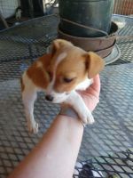 Jack Russell Terrier Puppies for sale in Redkey, IN 47373, USA. price: NA