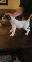Jack Russell Terrier Puppies for sale in Merrimack, NH, USA. price: NA