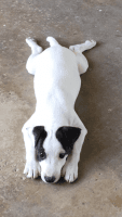 Jack Russell Terrier Puppies for sale in Galt, CA, USA. price: NA