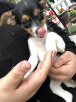 Jack Russell Terrier Puppies for sale in Paramount, CA, USA. price: NA