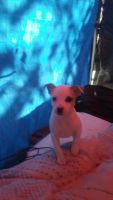 Jack Russell Terrier Puppies for sale in Bakersfield, CA, USA. price: NA