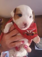 Jack Russell Terrier Puppies for sale in Marlow, OK 73055, USA. price: NA