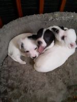 Jack Russell Terrier Puppies for sale in Jamestown, NY 14701, USA. price: NA