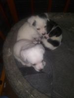 Jack Russell Terrier Puppies for sale in Jamestown, NY 14701, USA. price: NA