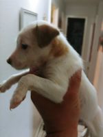 Jack Russell Terrier Puppies for sale in El Paso, TX 79936, USA. price: NA