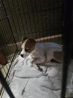 Jack Russell Terrier Puppies for sale in Orlando, FL, USA. price: NA