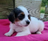 Jack Russell Terrier Puppies for sale in Nathalie, VA 24577, USA. price: NA