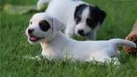 Jack Russell Terrier Puppies for sale in Milwaukee, WI, USA. price: NA