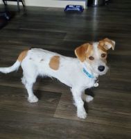 Jack Russell Terrier Puppies for sale in Chandler, AZ, USA. price: NA