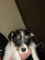 Jack Russell Terrier Puppies for sale in Rochester, NY, USA. price: NA