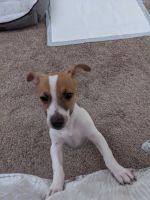 Jack Russell Terrier Puppies for sale in Las Vegas, NV, USA. price: NA