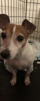 Jack Russell Terrier Puppies for sale in Gainesville, FL, USA. price: NA