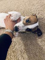 Jack Russell Terrier Puppies for sale in Temple Hills, MD, USA. price: NA