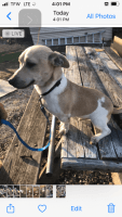Jack Russell Terrier Puppies for sale in Akron, OH, USA. price: NA