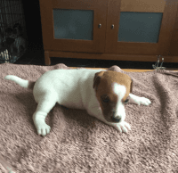 Jack Russell Terrier Puppies for sale in Perry, GA, USA. price: NA