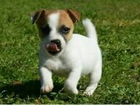 Jack Russell Terrier Puppies for sale in Fairbanks, AK, USA. price: NA